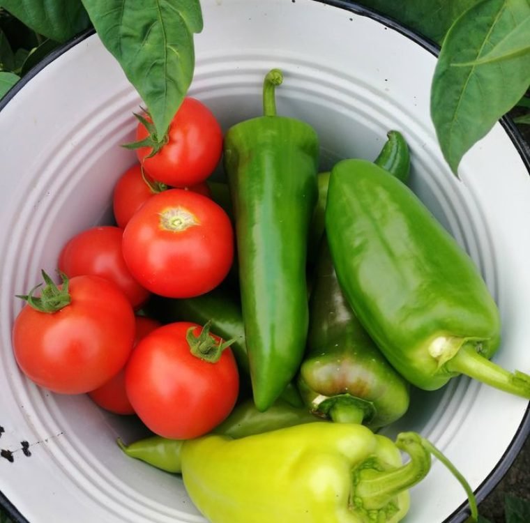 Vibrant tomatoes and peppers in a white ceramic bowl showcasing fresh produce from Romania.