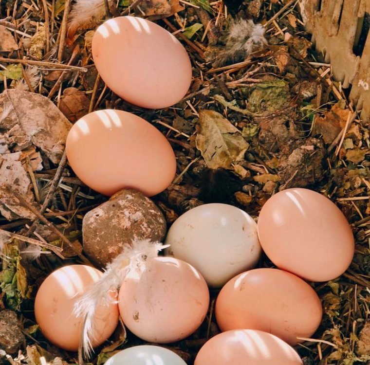 A collection of farm fresh eggs nestled on straw and leaves, capturing a rustic and natural vibe.